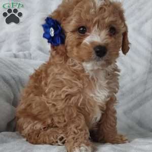 Miles, Cavapoo Puppy