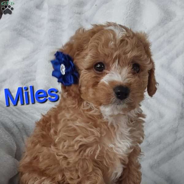 Miles, Cavapoo Puppy