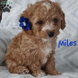 Miles, Cavapoo Puppy