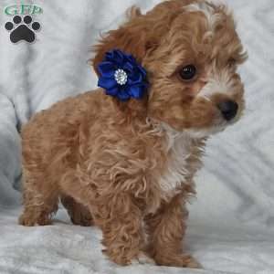 Miles, Cavapoo Puppy