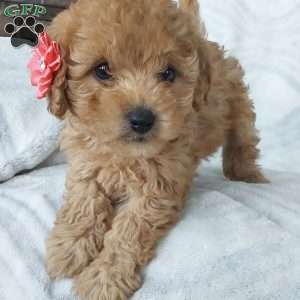 Cutie, Cavapoo Puppy