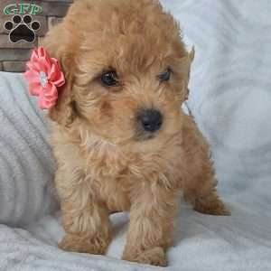 Cutie, Cavapoo Puppy