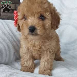 Cutie, Cavapoo Puppy