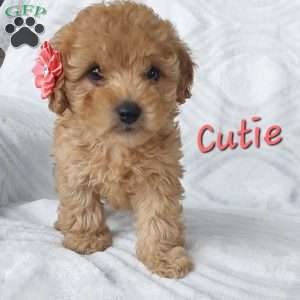 Cutie, Cavapoo Puppy