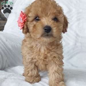 Cutie, Cavapoo Puppy