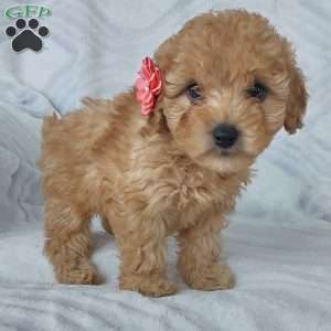 Cutie, Cavapoo Puppy