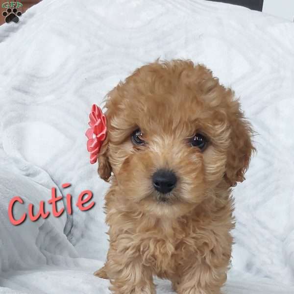 Cutie, Cavapoo Puppy