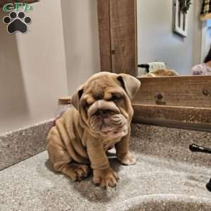 Second Chance, English Bulldog Puppy
