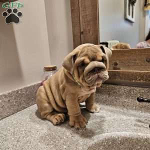 Second Chance, English Bulldog Puppy