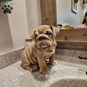 Second Chance, English Bulldog Puppy