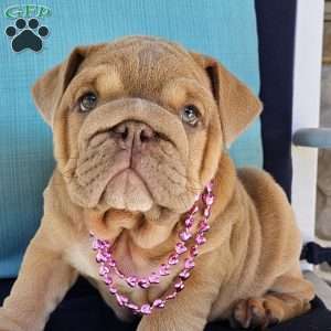 Second Chance, English Bulldog Puppy