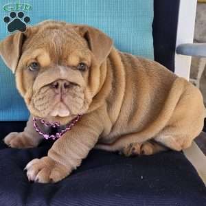 Second Chance, English Bulldog Puppy