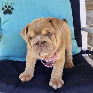 Second Chance, English Bulldog Puppy