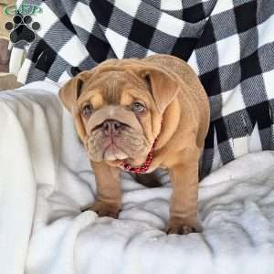 Second Chance, English Bulldog Puppy