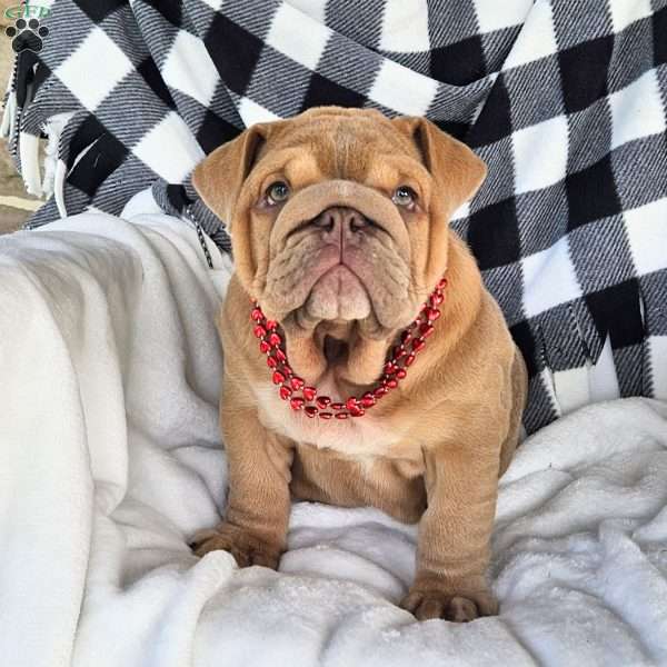 Second Chance, English Bulldog Puppy