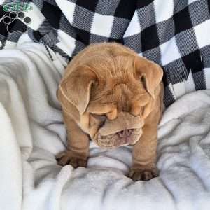 Second Chance, English Bulldog Puppy