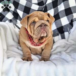 Second Chance, English Bulldog Puppy