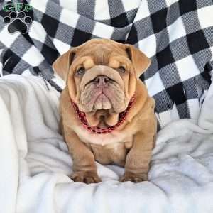 Second Chance, English Bulldog Puppy
