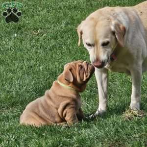 Second Chance, English Bulldog Puppy