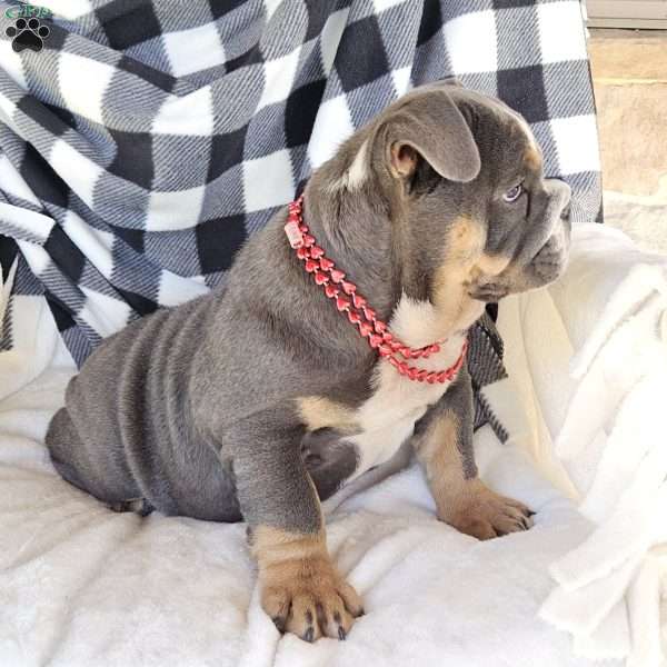 Blu Daisy, English Bulldog Puppy