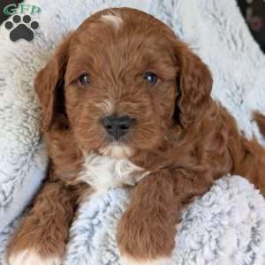 Joey, Cavapoo Puppy