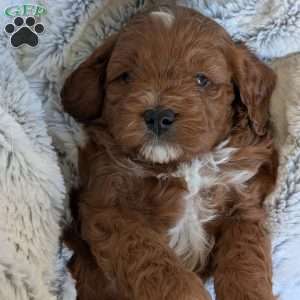 Joey, Cavapoo Puppy
