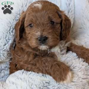 Joey, Cavapoo Puppy