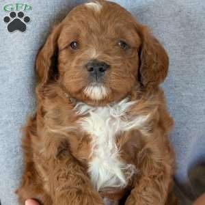 Joey, Cavapoo Puppy