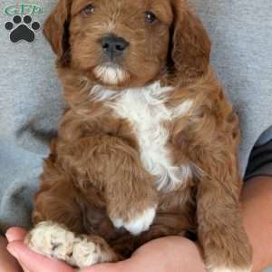 Joey, Cavapoo Puppy