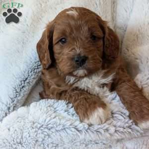 Joey, Cavapoo Puppy