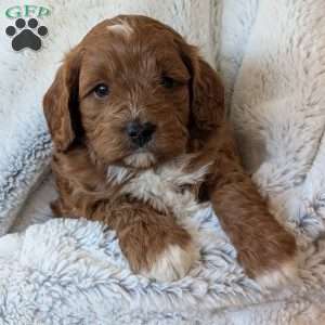 Joey, Cavapoo Puppy