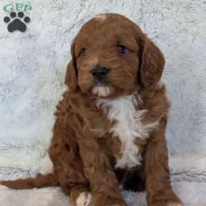 Joey, Cavapoo Puppy