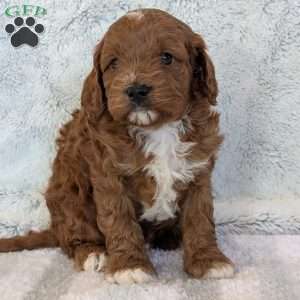 Joey, Cavapoo Puppy
