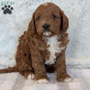 Joey, Cavapoo Puppy