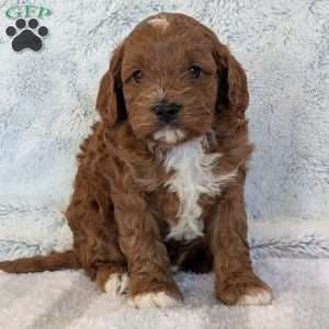 Joey, Cavapoo Puppy