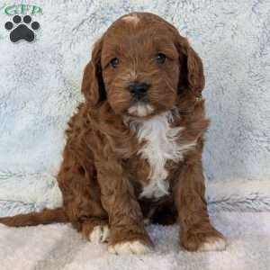 Joey, Cavapoo Puppy