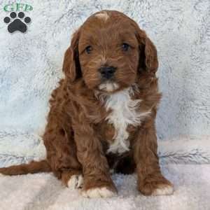 Joey, Cavapoo Puppy