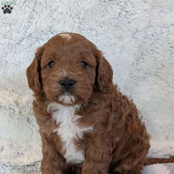 Joey, Cavapoo Puppy