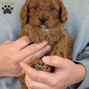 Ollie, Cavapoo Puppy