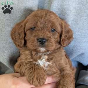 Ollie, Cavapoo Puppy