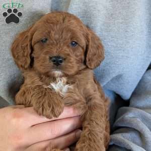 Ollie, Cavapoo Puppy