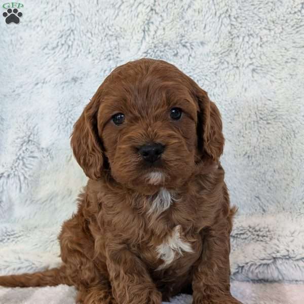 Ollie, Cavapoo Puppy