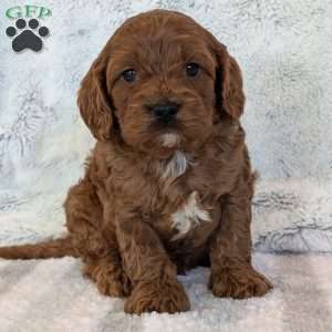 Ollie, Cavapoo Puppy