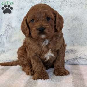Ollie, Cavapoo Puppy