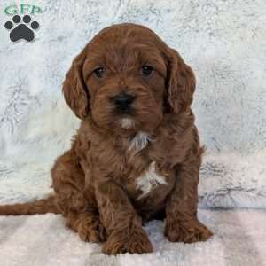 Ollie, Cavapoo Puppy