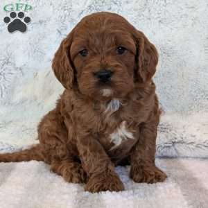 Ollie, Cavapoo Puppy