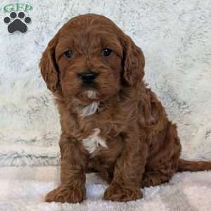 Ollie, Cavapoo Puppy