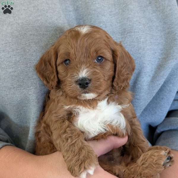 Arlo, Cavapoo Puppy