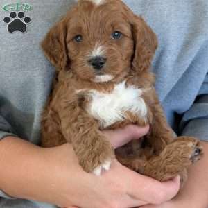 Arlo, Cavapoo Puppy