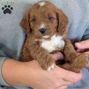 Arlo, Cavapoo Puppy